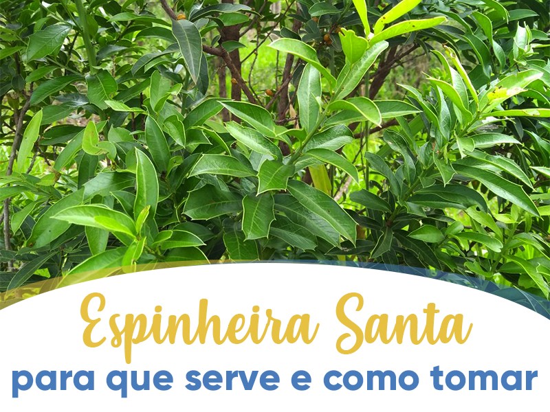 Espinheira Santa: Para que serve e como tomar